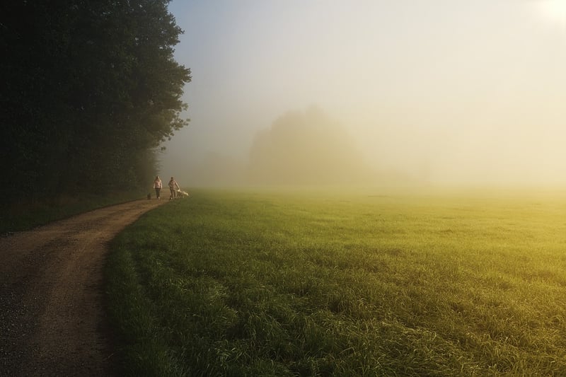 Forest Path